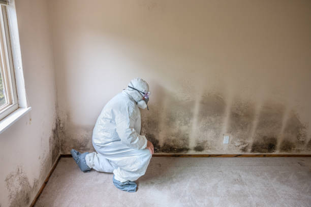 Best Crawl Space Mold Remediation in Saxon, SC