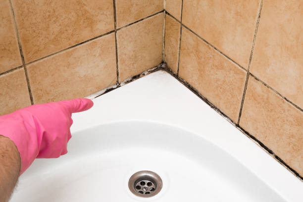 Best DIY Mold Remediation Support Services in Saxon, SC